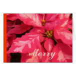 Poinsettia rose rouge cartes de vœux