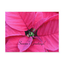 Poinsettia Season's Greeting Cards postcards
