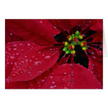 Poinsettias Card