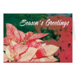 poinsettias cards
