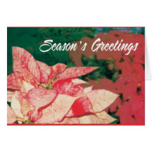 poinsettias cards