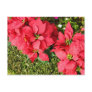 Poinsettias Post Cards
