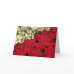 Poinsetts'a Card