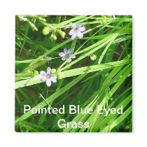 Pointed Blue Eyed Grass Magnet