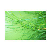 Poires 2012. de CanvasArt-GrassOnGreen.© Roseanne Toile Tendue Sur Châssis