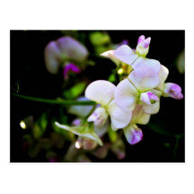 Pois doux cartes postales