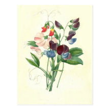Pois doux par Pierre-Joseph Redouté Cartes Postales