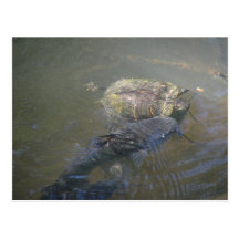 Poisson-chat de rivière et carte postale de tortue