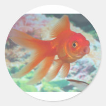 Poisson rouge parlant adhésif