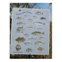 poissons côtiers côtiers communs de la Géorgie Carte Postale