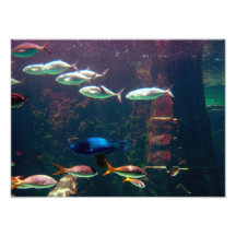 Poissons dans l'aquarium photographies d’art