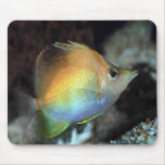 Poissons d'arc-en-ciel impressionnants tapis de souris
