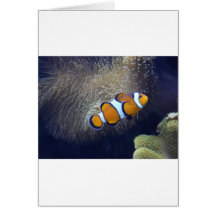 poissons de clown, 2 carte