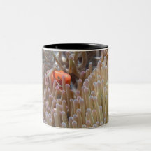 poissons de clown mugs