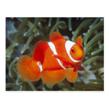 poissons de nemo carte postale