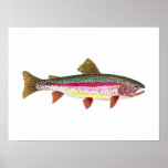 Poissons de truite arc-en-ciel poster