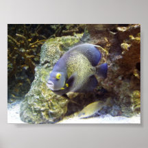 Poissons exotiques posters
