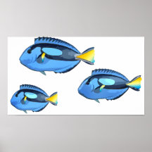 Poissons tropicaux bleus et jaunes posters