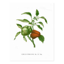 Poivre Carte Postale