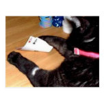 POKER PLAYING CAT HAS POCKET ACES POSTCARD