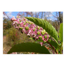 Pokeweed ~ ATC Business Card Template