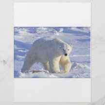POLAR BEAR 1 PERSONALIZED FLYER