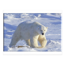 POLAR BEAR 1 POSTCARD