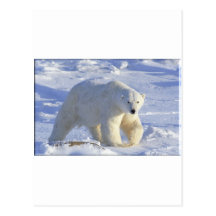 POLAR BEAR 1 POSTCARD