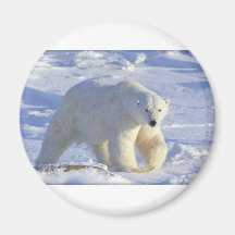 POLAR BEAR 1 REFRIGERATOR MAGNET