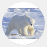 POLAR BEAR 1 ROUND STICKERS