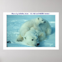 Polar bear and cub print