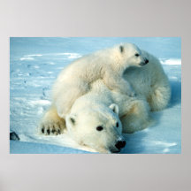 Polar Bear and Cub Print