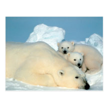 Polar Bear and Cubs - Customized Postcards