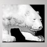 Polar Bear, Black Background (5) Poster