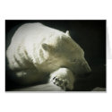 Polar Bear cards