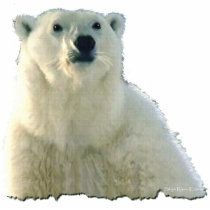 "POLAR BEAR CHIEF" Photo Sculpture Gift Item