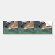 Polar Bear Close Up Portrait Bumper Sticker