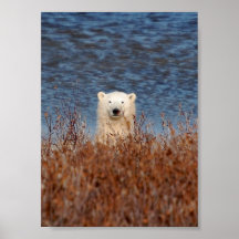 Polar Bear Contrast Poster