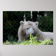 Polar Bear Cub Print