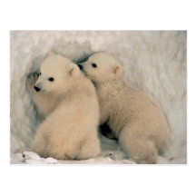 Polar Bear Cubs Postcard