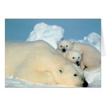 Polar Bear Family Cards