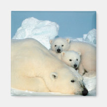 Polar Bear Family Fridge Magnet