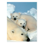 Polar Bear Family Post Cards