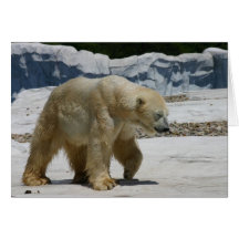 Polar Bear Greeting Cards