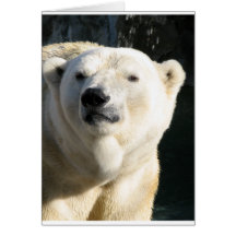 Polar Bear Greeting Cards