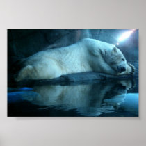 Polar Bear In Prayer 2 Posters