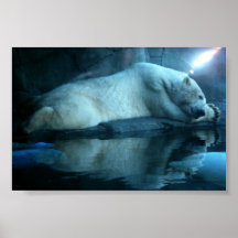 Polar Bear In Prayer 2 Posters