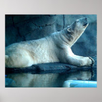 Polar Bear In Prayer Poster