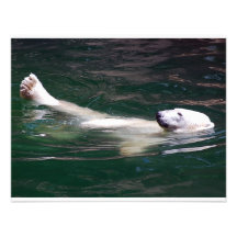 Polar bear just lazing invites