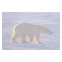 Polar Bear Morn Custom Stationery